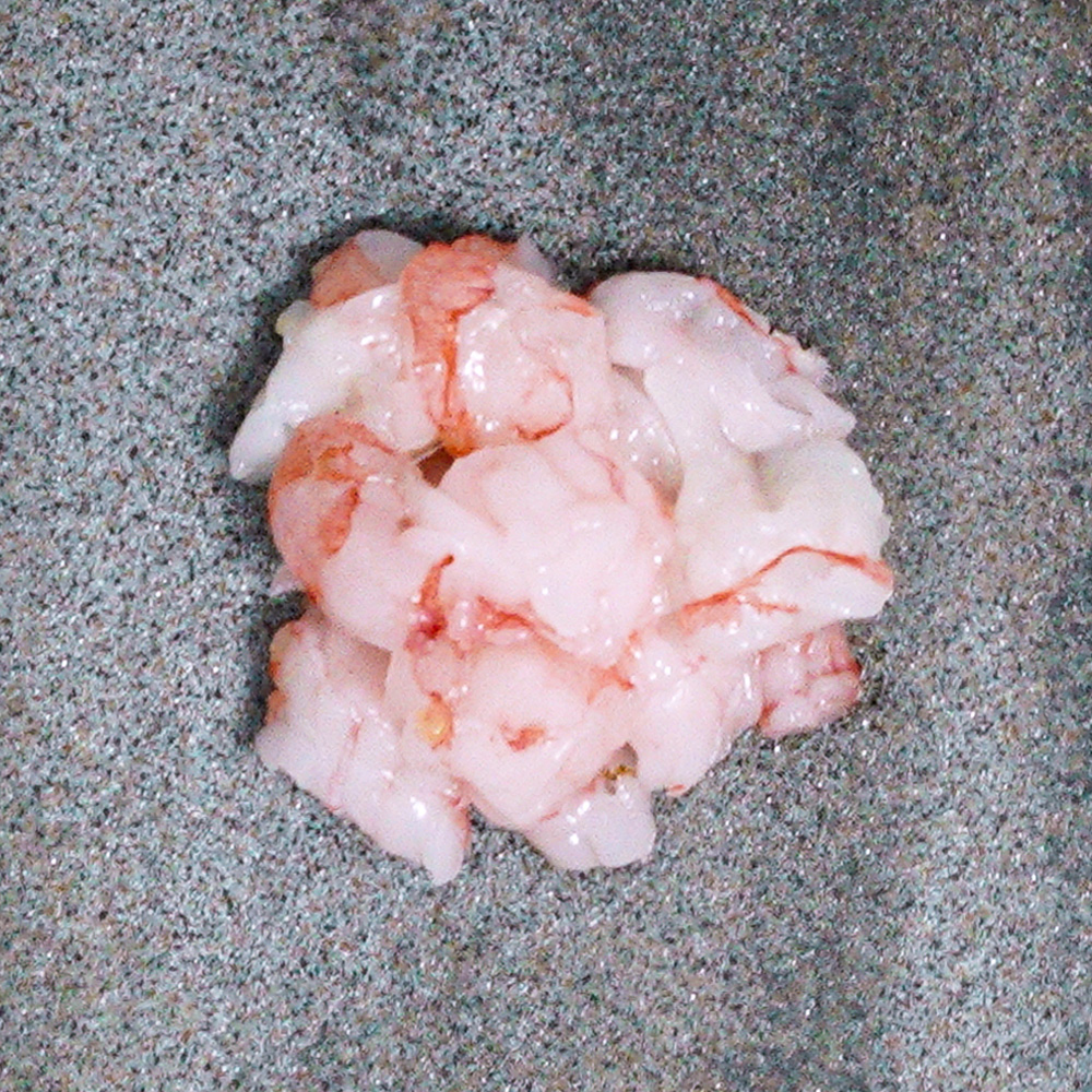 甘海老(Sweet shrimp)
